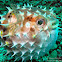 Birdbeak Burrfish