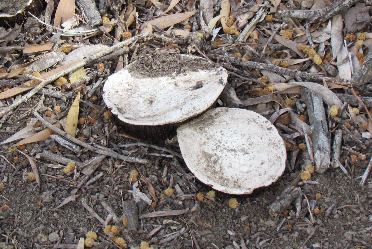 Pancake Mushroom