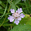 Small Scabious