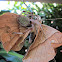 Eriophora orb weaver