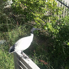 Australian White Ibis