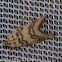 Pyralid or Snout Moth