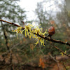 Ameircan Witch-hazel