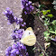 Cabbige butterfly