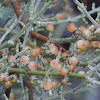 Desert Mistletoe