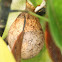 Black-and-Yellow Garden Spider Egg Sack