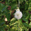 Common buttonbush