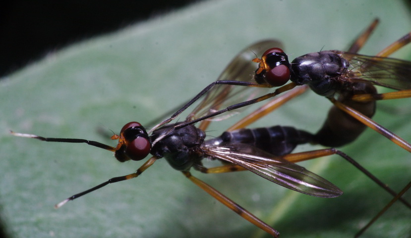 Stilt-legged flies  Micropezidae