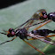 Stilt-legged flies  Micropezidae