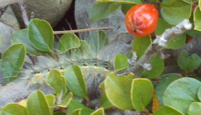 Fall Webworm