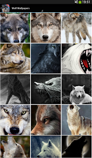 Wolf Wallpapers(圖1)-速報App