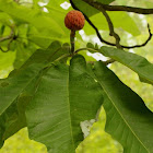 Big-leaf magnolia