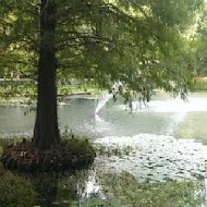 菁芳園 Tenway Garden／花園餐廳／落羽松