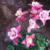 Columbine (pink)