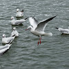 Black-headed Gull