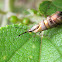 Reflective Tortyra Moth