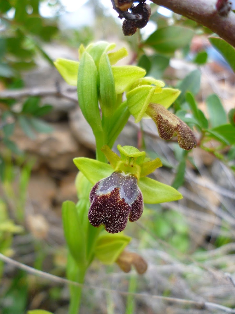 Dark Bee-orchid