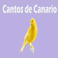 Cantos de Canario APK スクリーンショット画像 #3