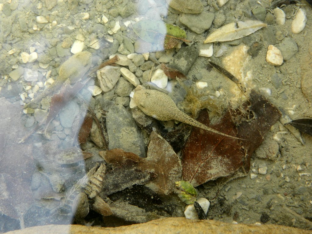 Greek stream frog tadpole (Ελληνικός βάτραχος)