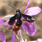 Blue-winged Wasp (male)