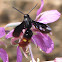 Blue-winged Wasp (male)