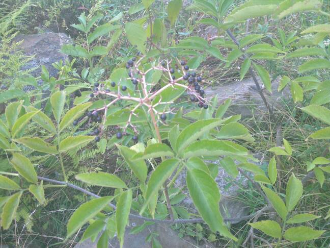 Elderberry tree