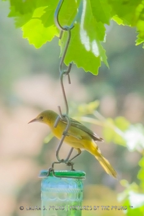 Bullock's Oriole, female