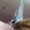 Long-tailed Blue