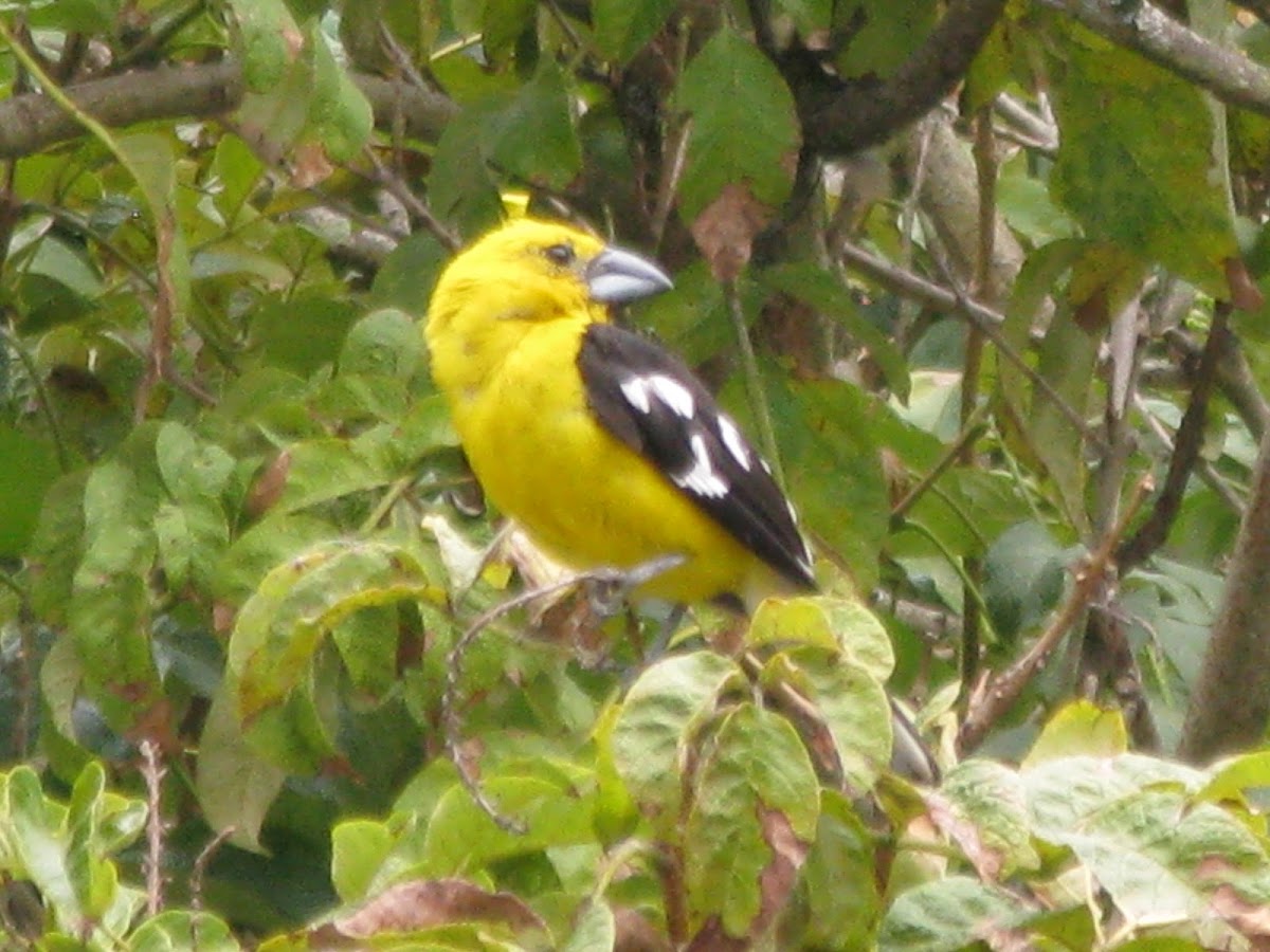 Southern Yellow Grosbeak