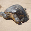 Green Sea Turtle