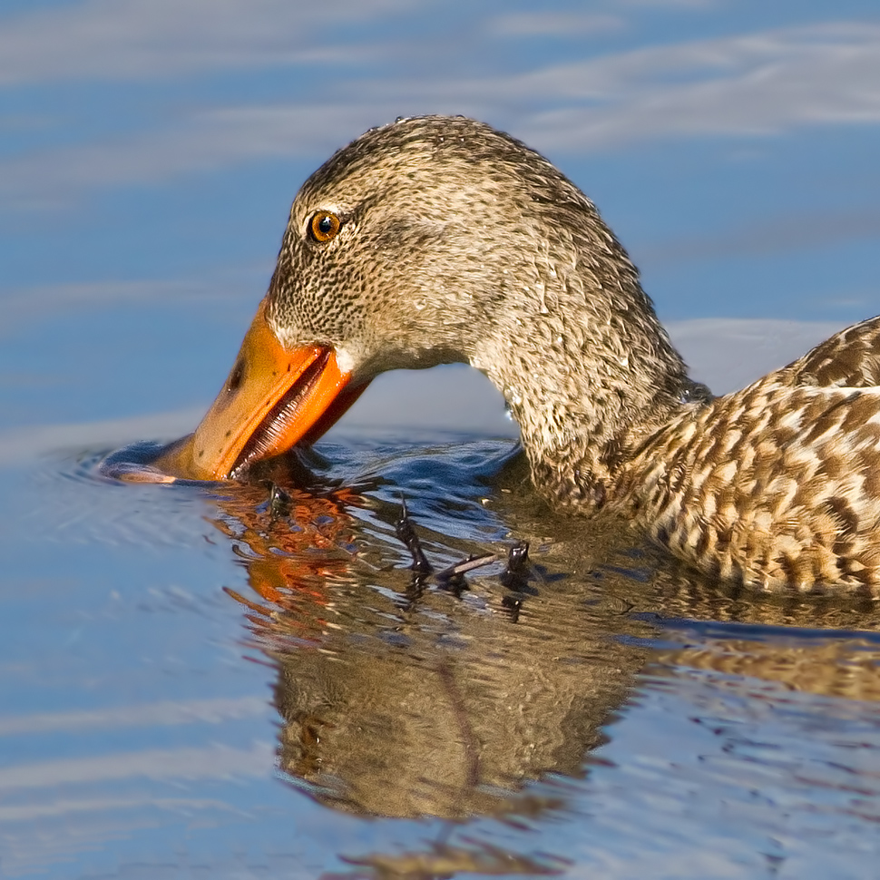 Northern Shoveler