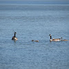 Canada geese and goslings