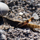 Egyptian Grasshopper