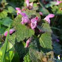 Northern Dead-nettle