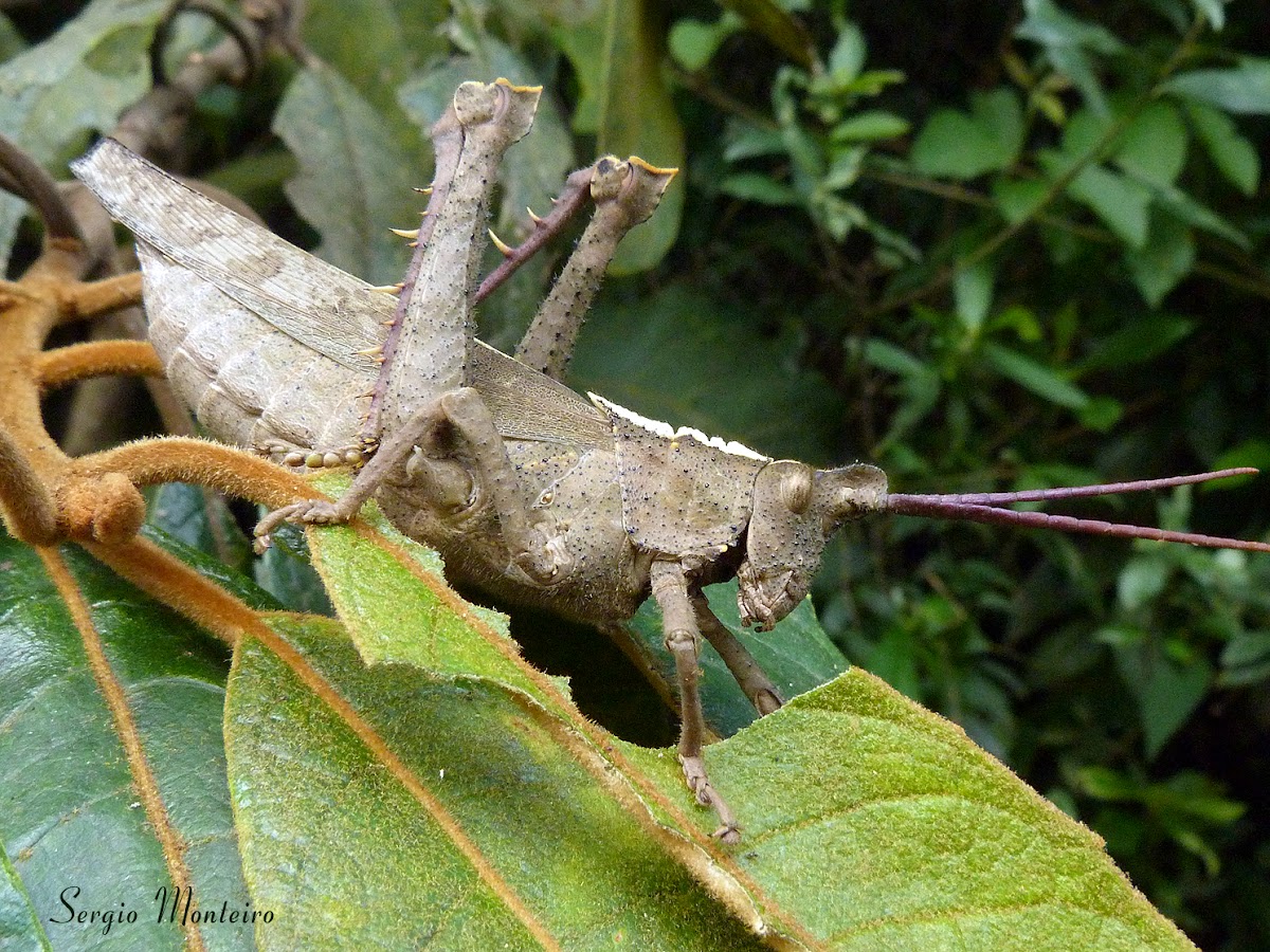 Gafanhoto espinhento (Spiny grasshopper)