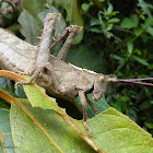 Gafanhoto espinhento (Spiny grasshopper)