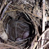 Wren nest