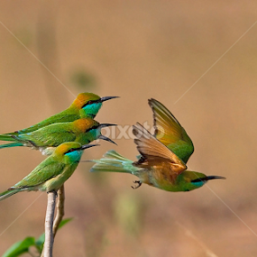 GREEN BEE-EATERS.. . by Mohan Munivenkatappa - Animals Birds