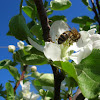 Honey bee / пчела медоносная