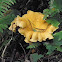 chanterelle