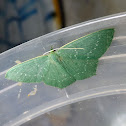 Emerald Geometer Moth