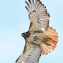 Red-tailed Hawk