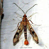 Red Maple Borer Moth