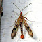 Red Maple Borer Moth
