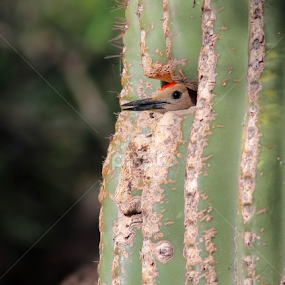 Gila Woodpecker by Terry Sohl - Animals Birds