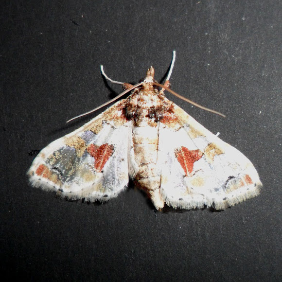 Eggplant Fruit and Shoot Borer Project Noah