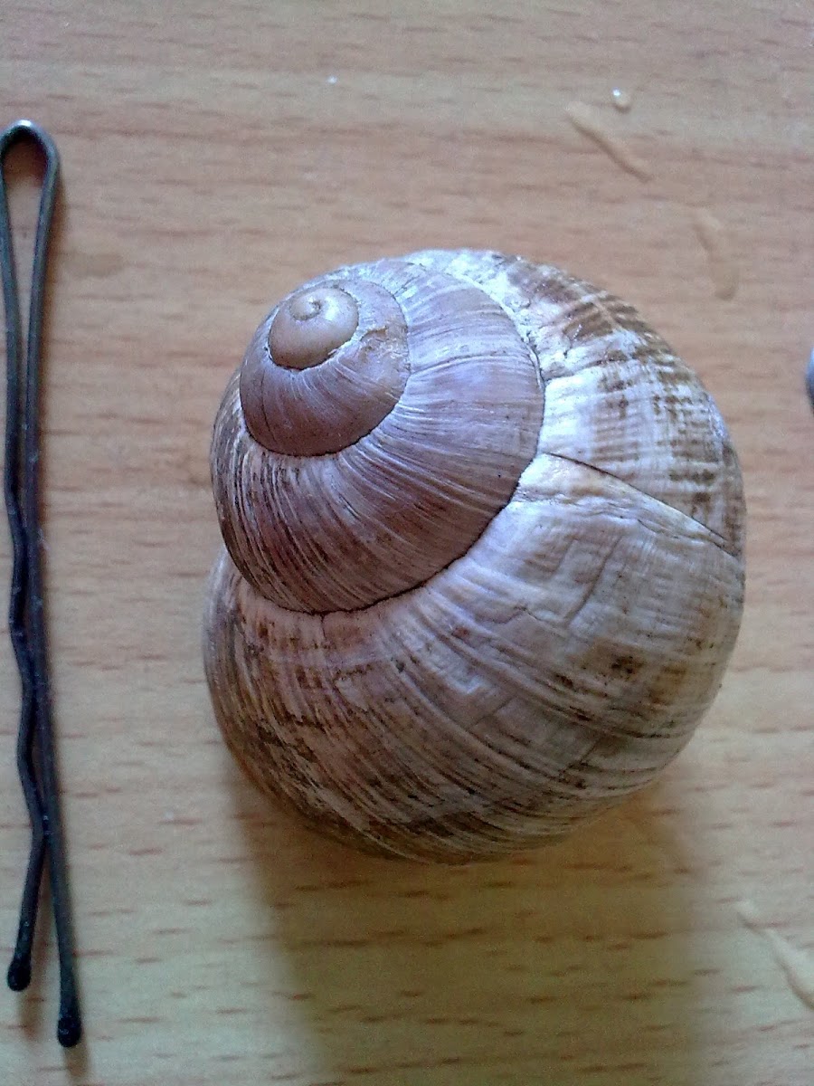 Burgundy snail (Weinbergschnecke)