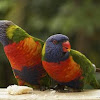 Rainbow Lorikeet