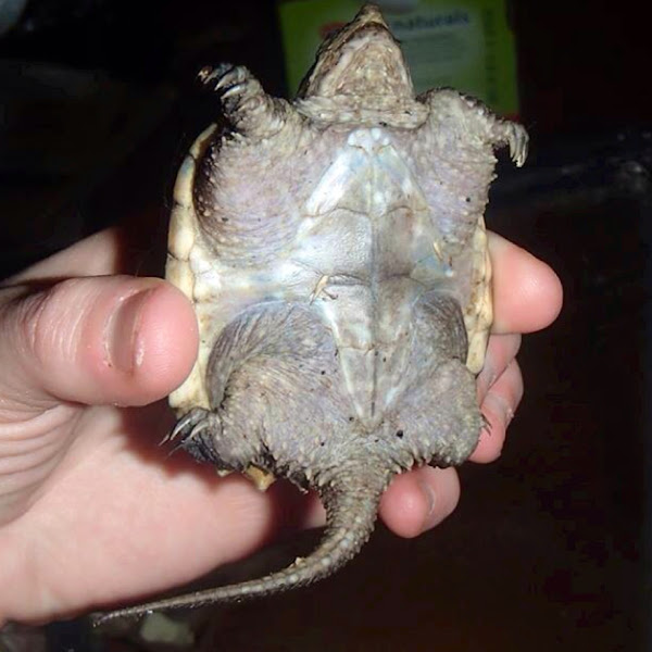 Common snapping turtle | Project Noah