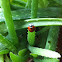 Seven-spotted Ladybird